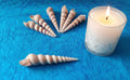 Long Screw Sea-Shells