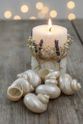 Fancy Snail Shell