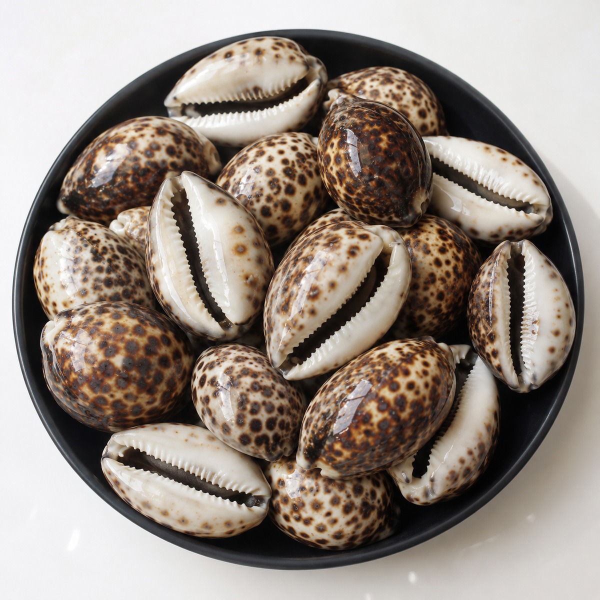 A top-down view of multiple cowrie shells with brown-and-white spotted patterns, arranged inside a round black bowl on a light background.