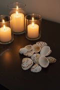 A pile of natural white and brown seashells arranged on a dark wood surface.